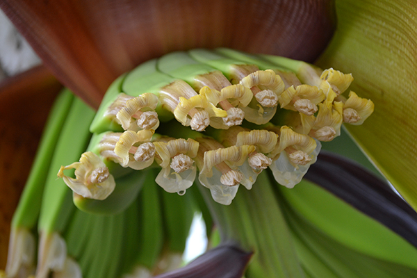 先端が花。奥に見える緑の部分が実になります。