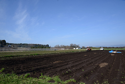 収穫直前の畑。一見、何も植わっていないように見えますが…