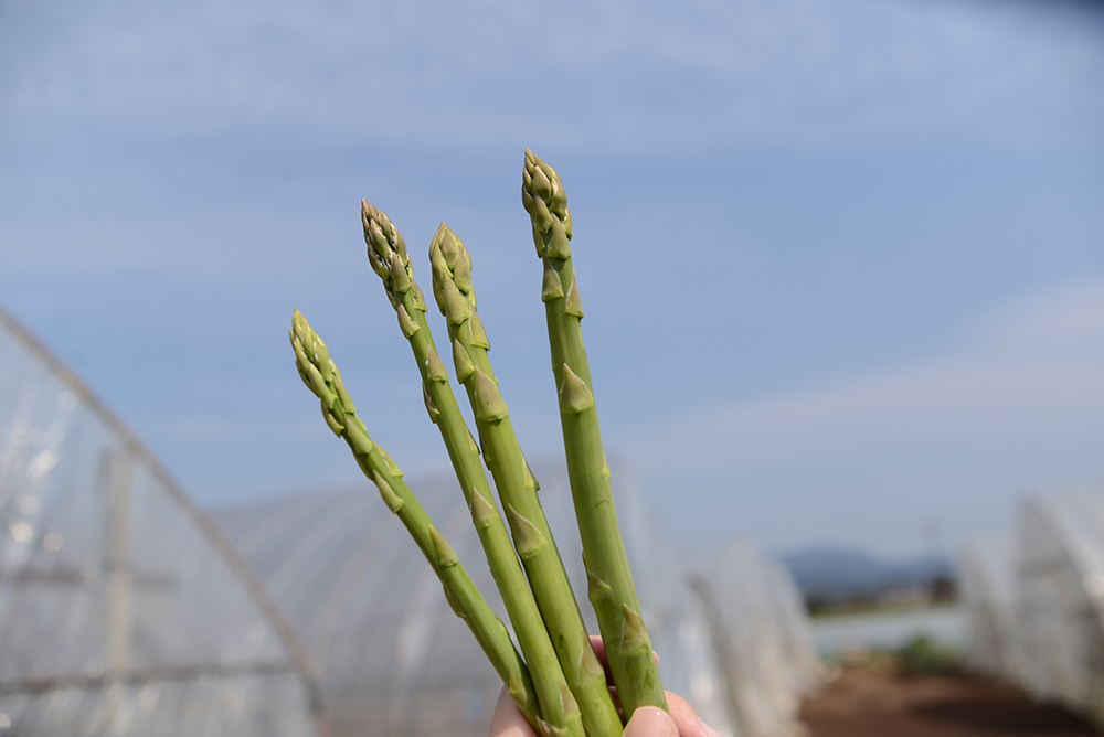 いただいたアスパラガスは、茹でたり、炒めたり、スープに入れたり…美味しくいただきました