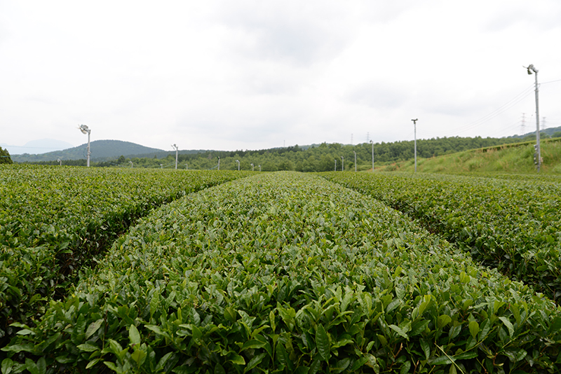 茶葉を刈るのは4月下旬〜5月下旬頃。お邪魔した日は、刈ってすぐのタイミングでした