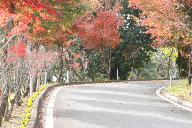 道路わきに植えられたパンジーの黄色がアクセント