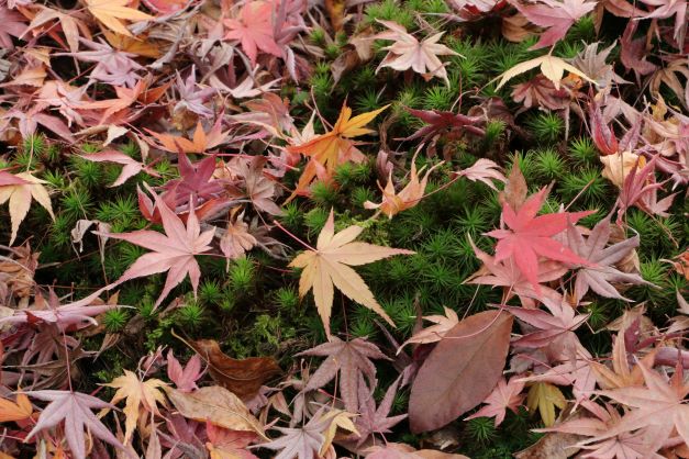 京都の名刹のよう