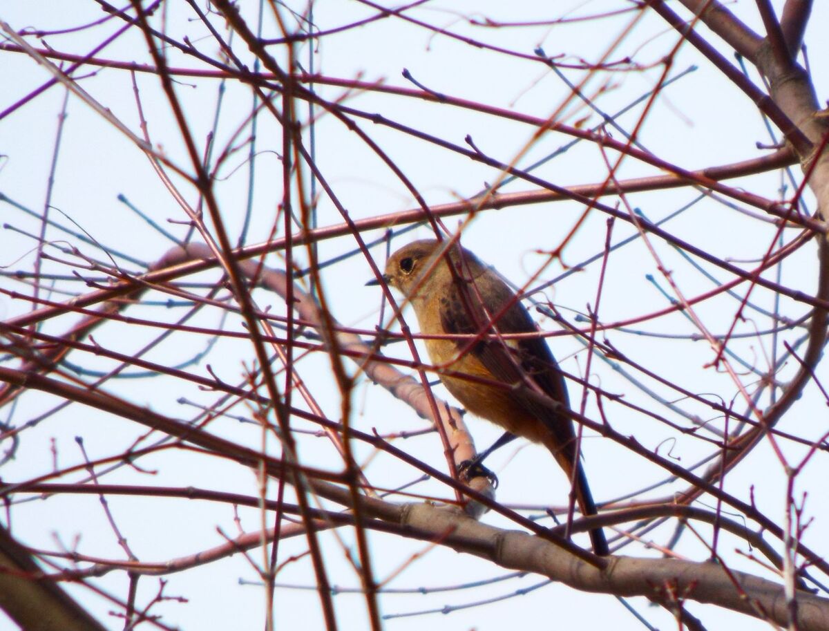 冬の渡り鳥ジョウビタキ