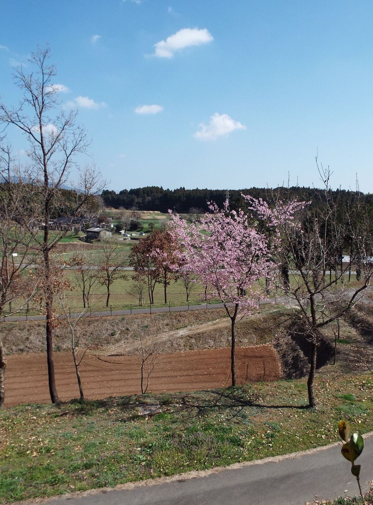 ロビーの窓外に一本の桜