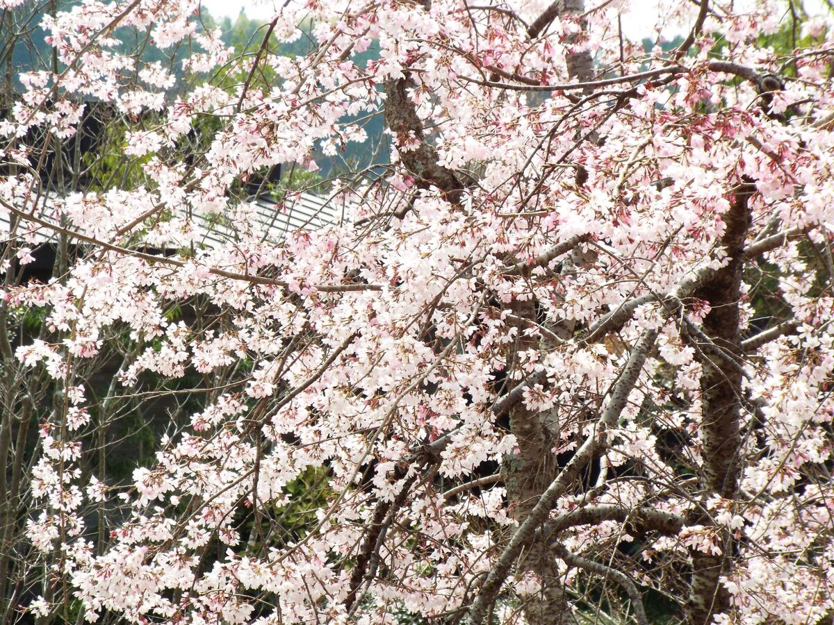 フロント棟前の桜は既に満開