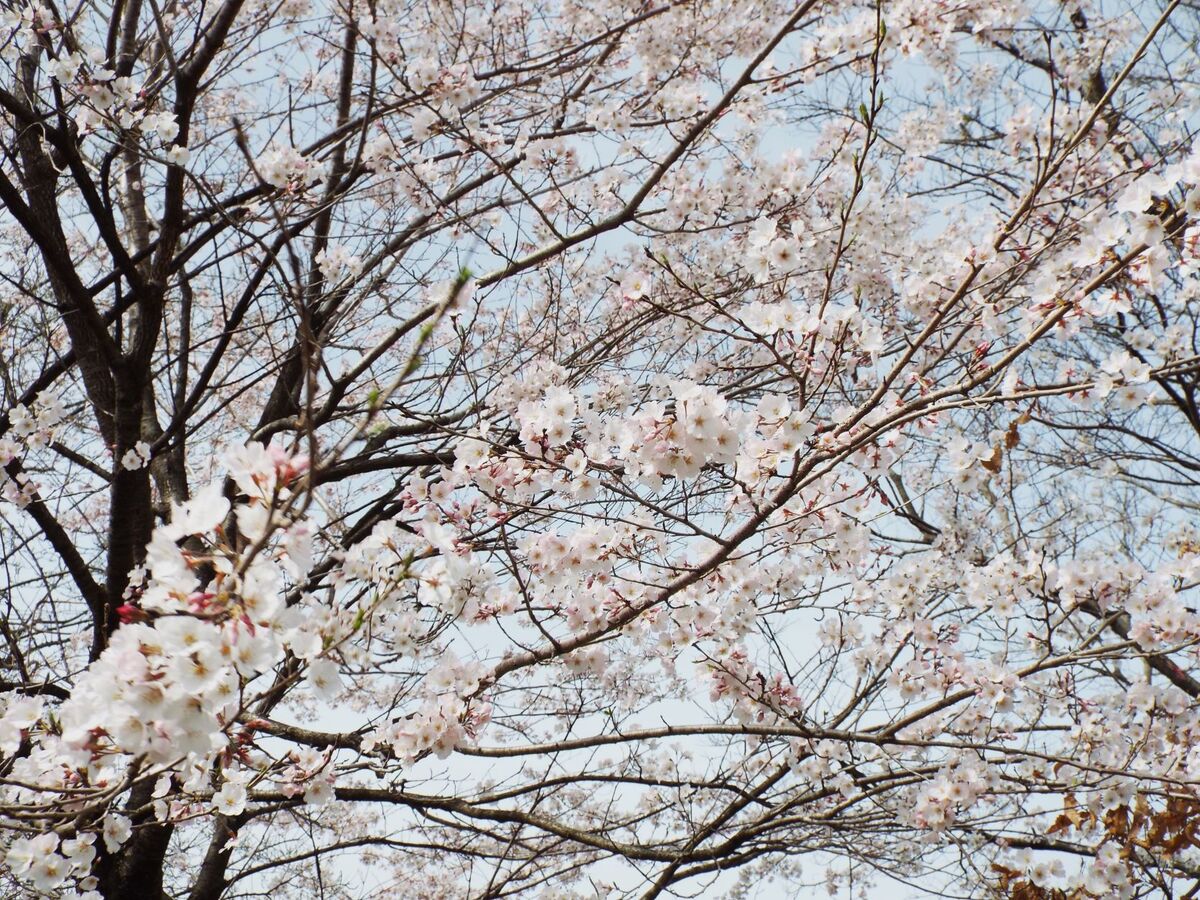 こちらは散り始めていました