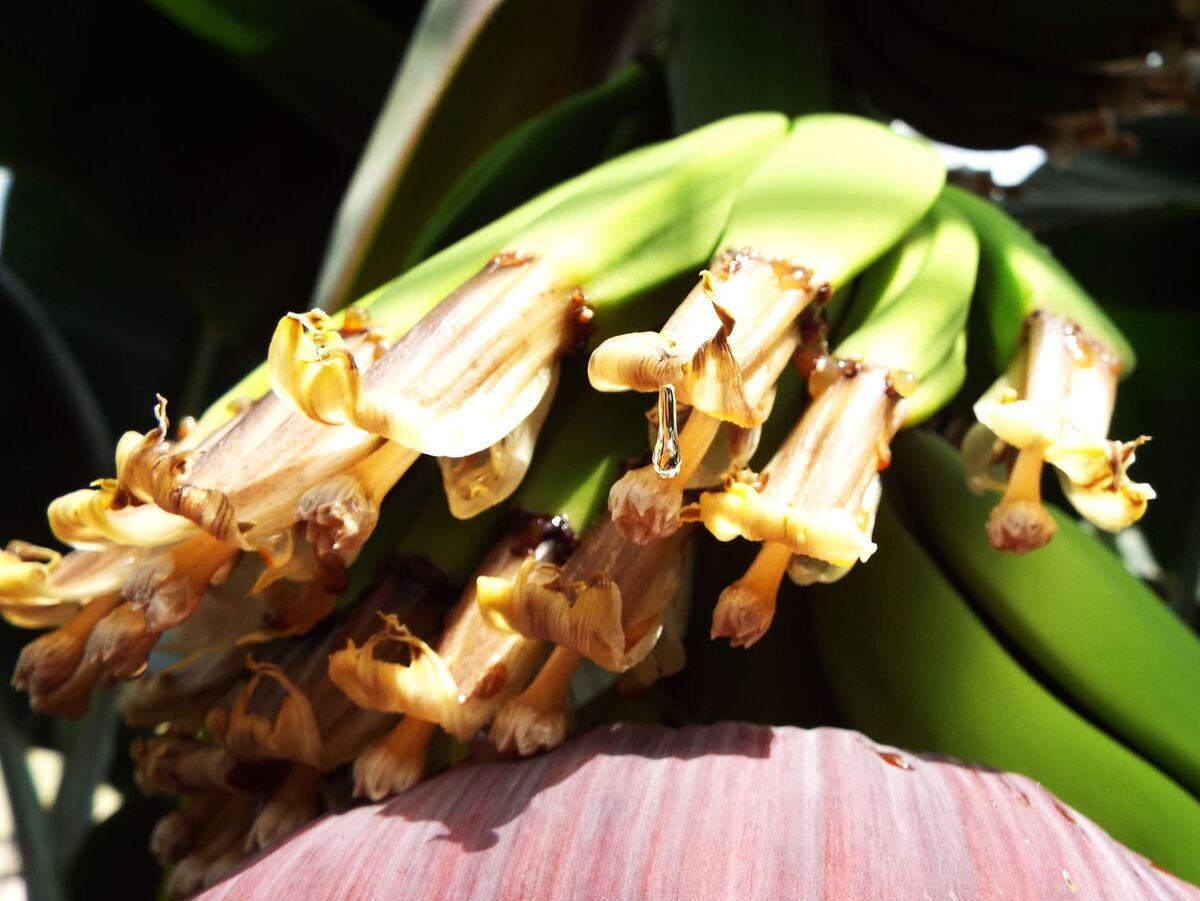 花の先から蜜が垂れていました