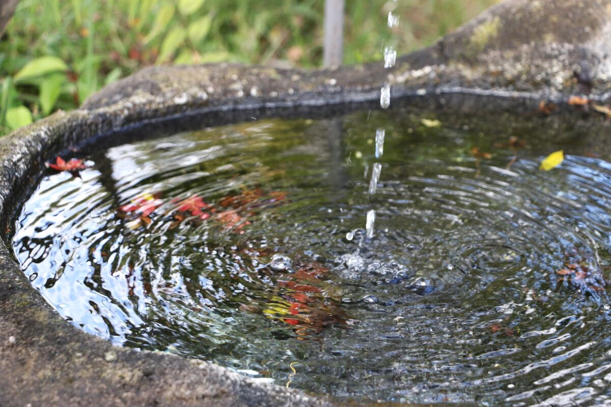 水浴びする小鳥の姿もなし