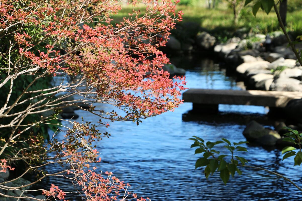 水面揺れる庭園の池