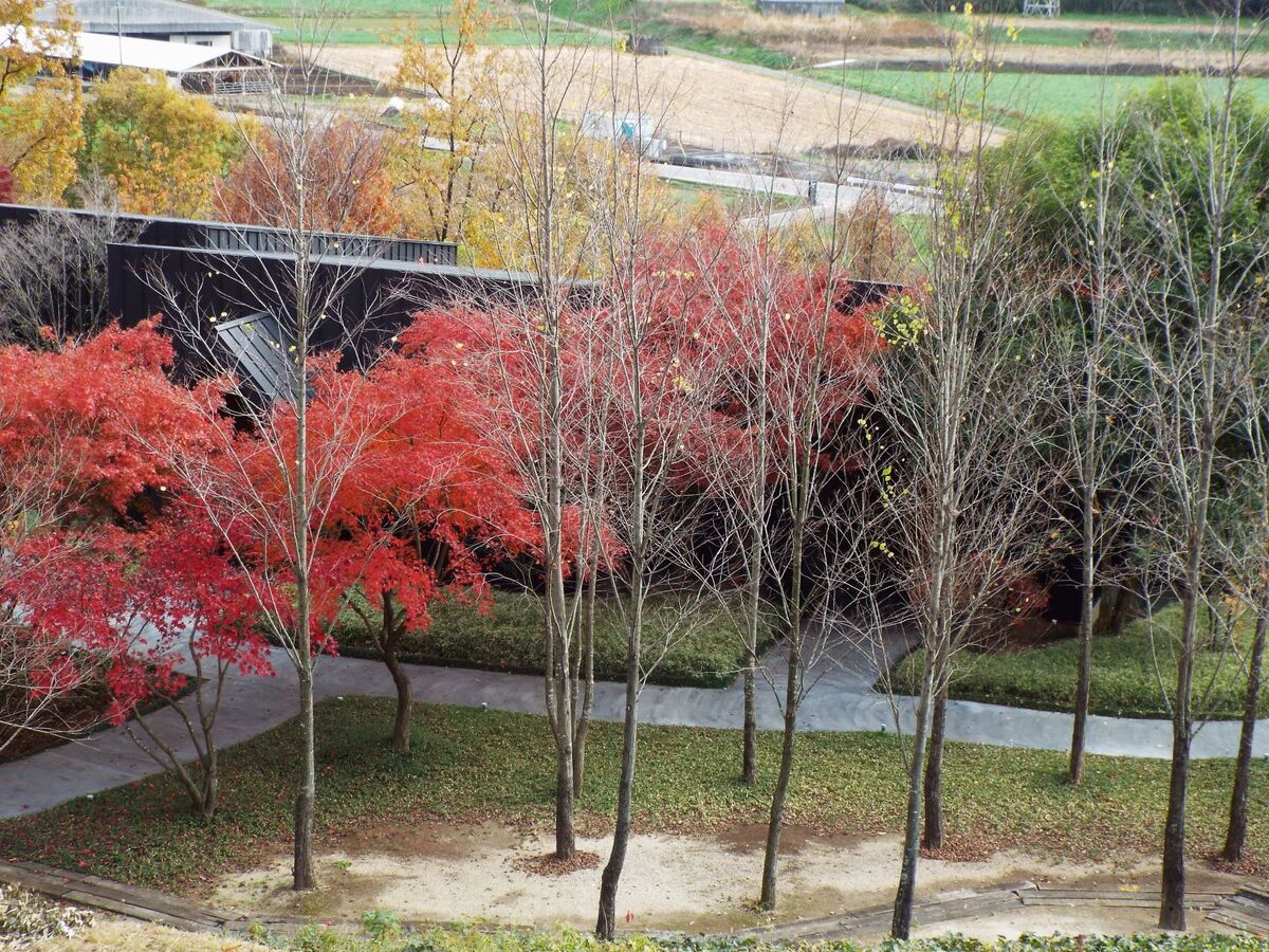 客室前の並木の葉は落ちて