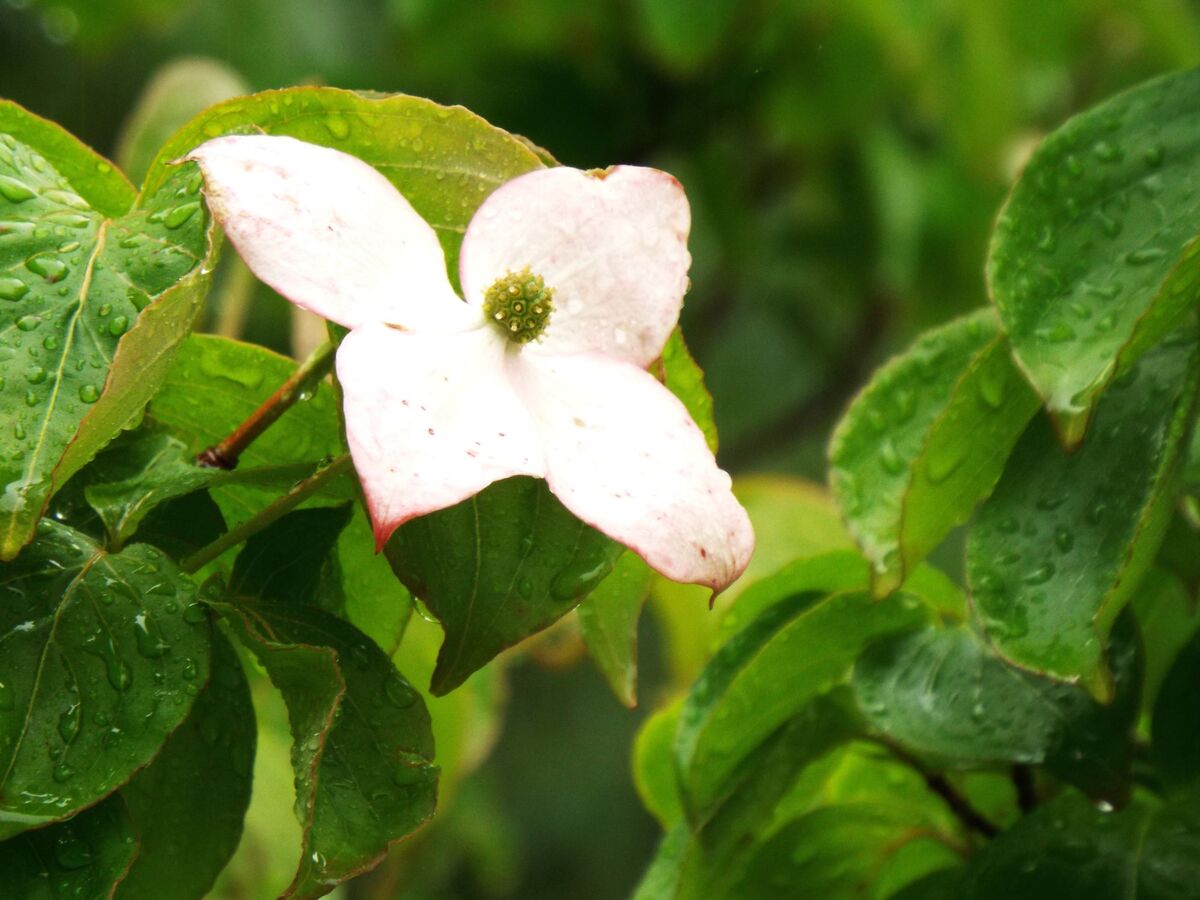 ヤマボウシ。花びらに見えるのは葉が変化したもの。