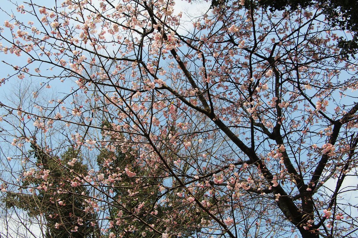 近くで見上げるとこのとおり