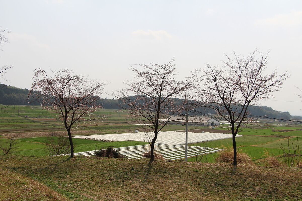 南側斜面の3本桜
