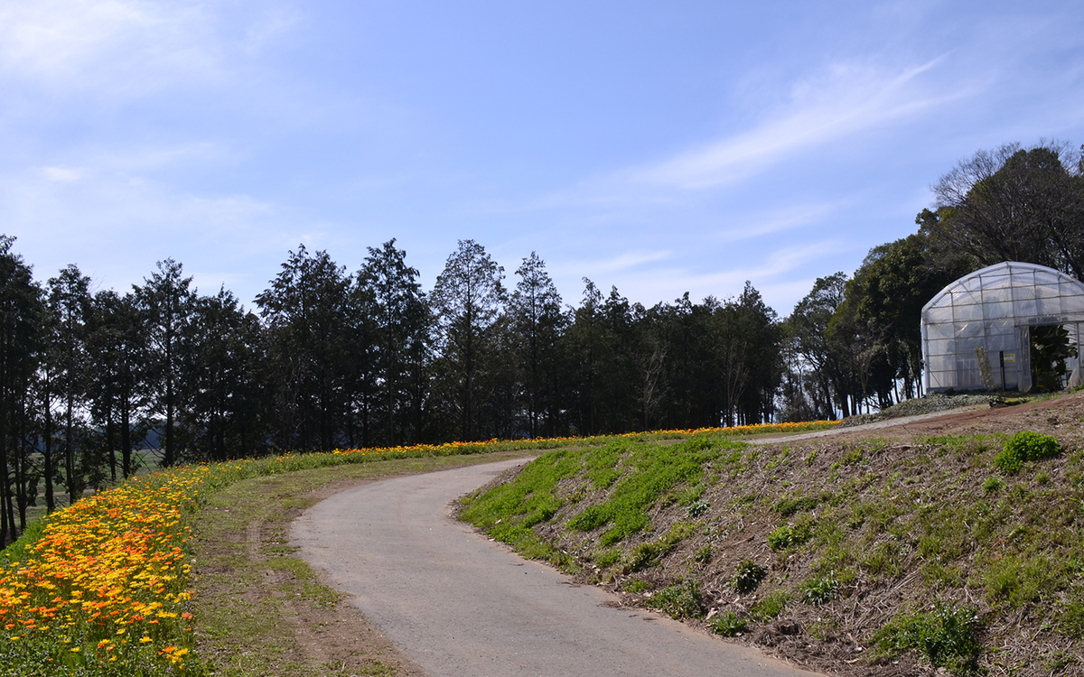 春の散歩道