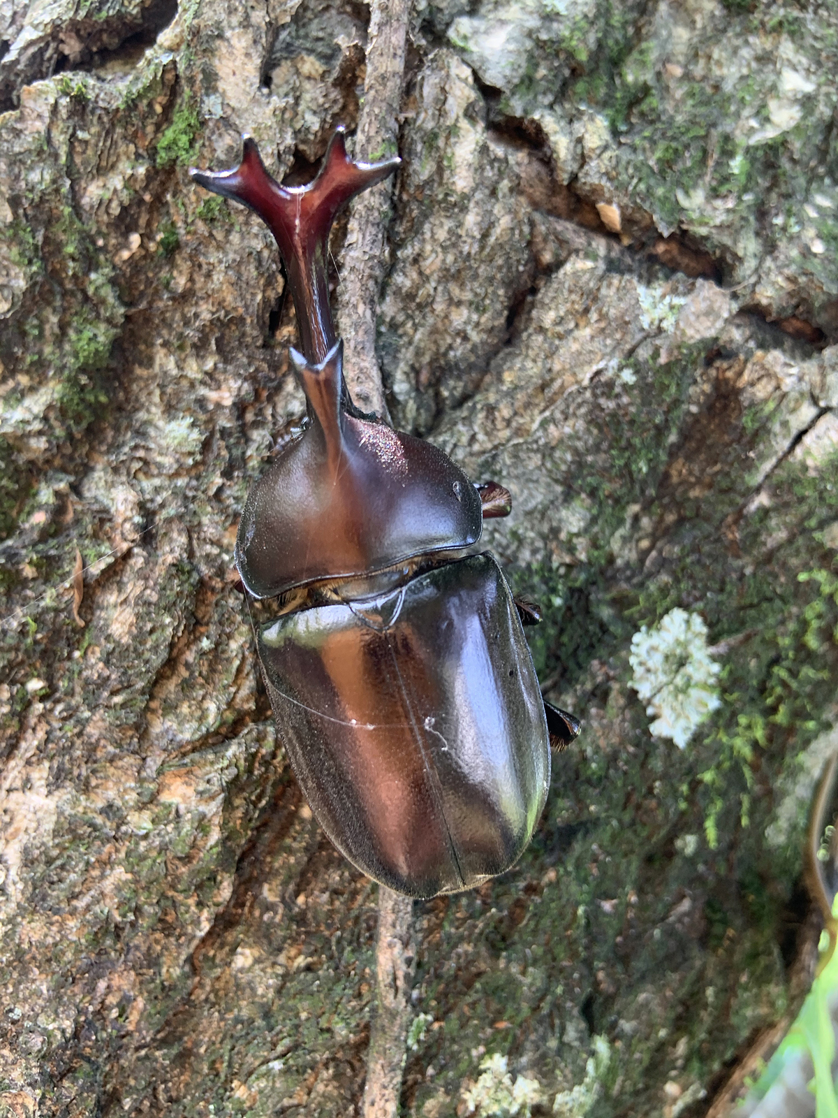 カブトムシ見つけた！！