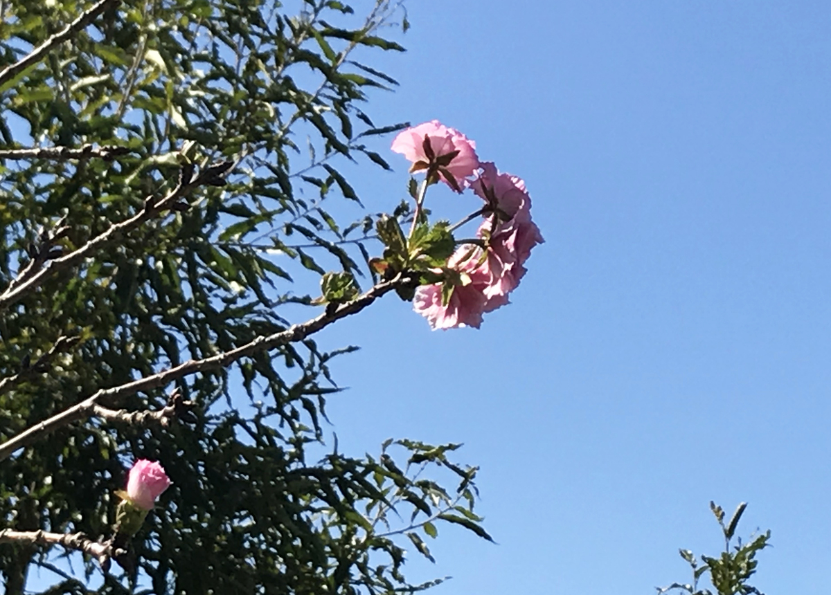 季節外れの桜？