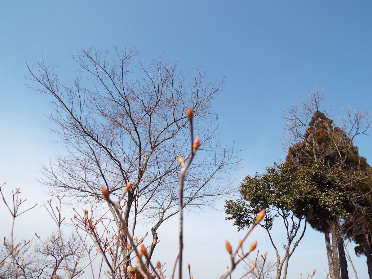 寒さが緩み、野鳥たちが忙しそうです