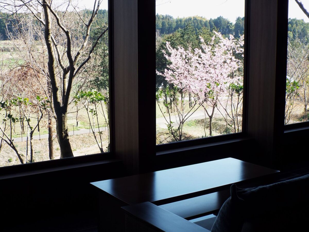 ロビー外に河津桜が咲いています