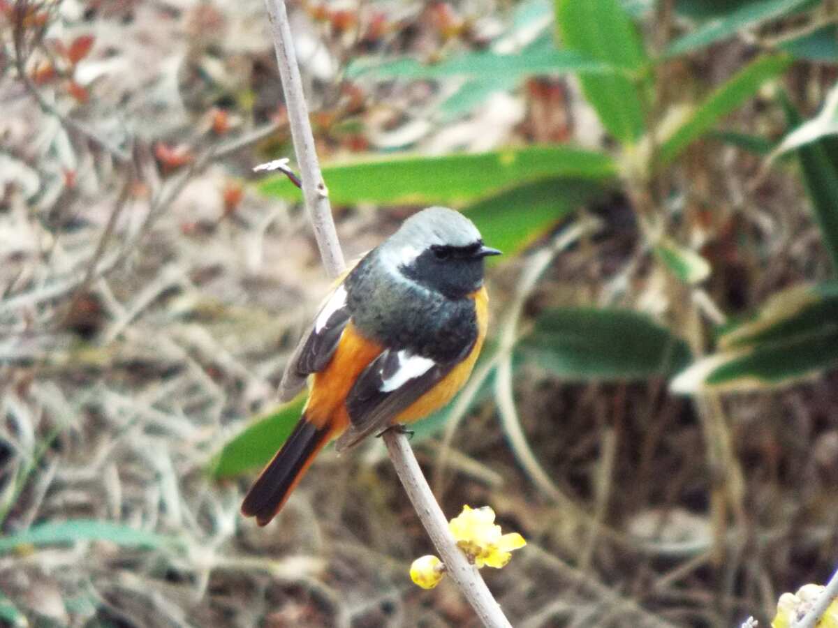 冬鳥の季節