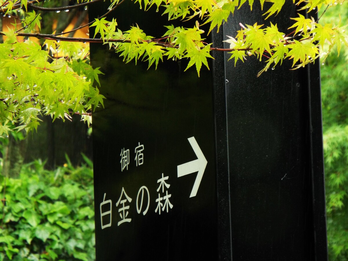 梅雨の情景