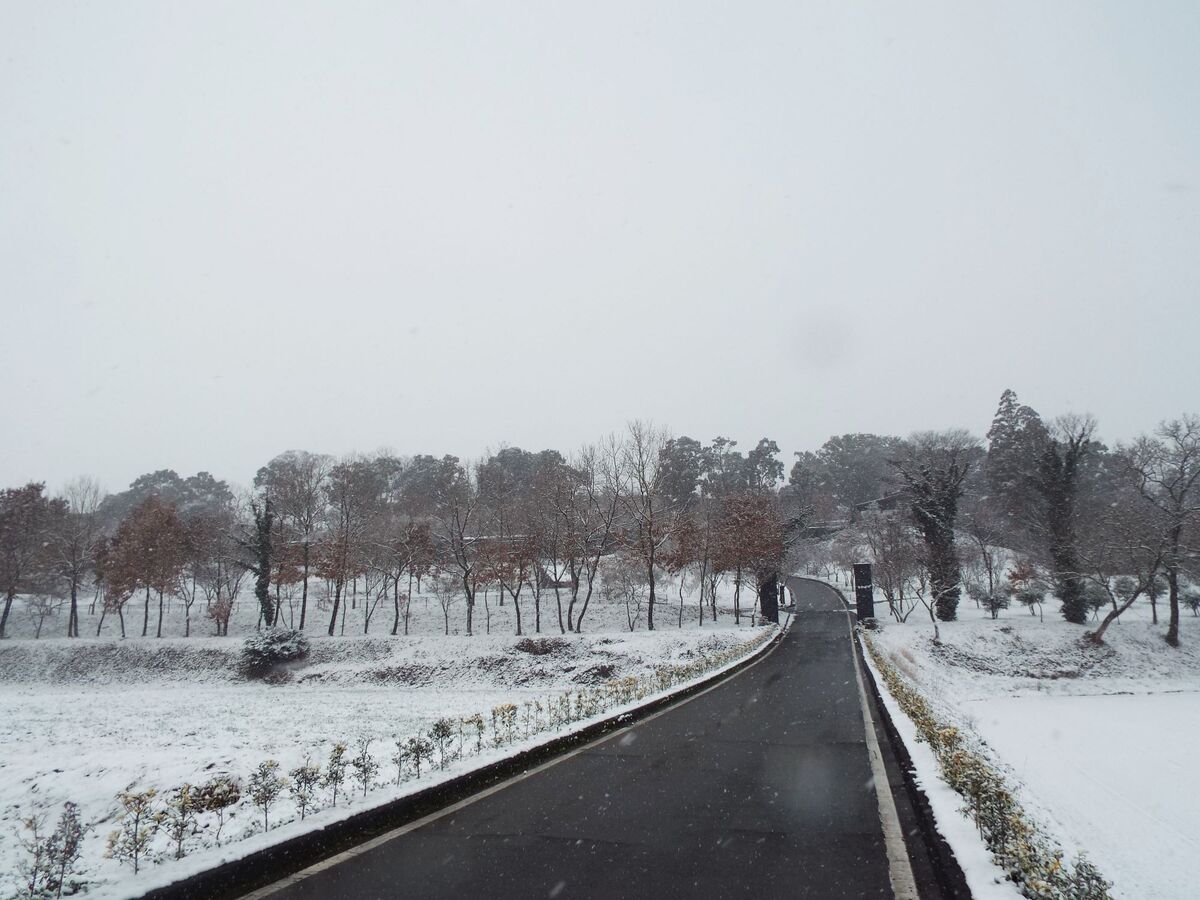 数年振りの積雪でした