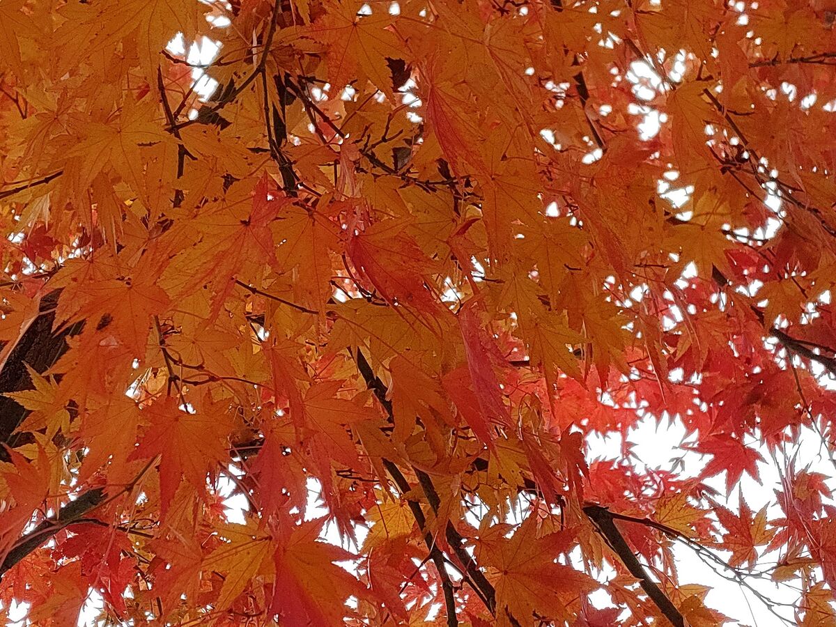 目を見張る紅葉です