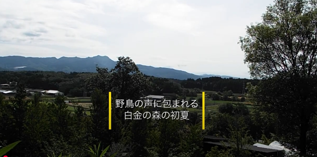 野鳥の声を届けます